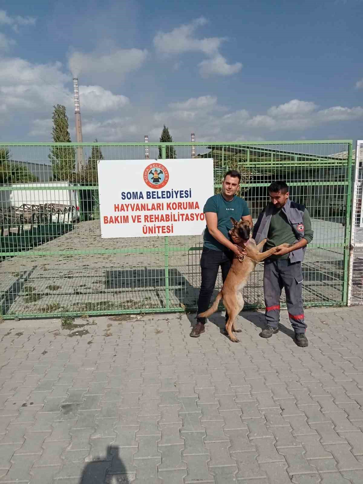 İzmir’de kaybolan köpek Soma’da sokakta bulundu