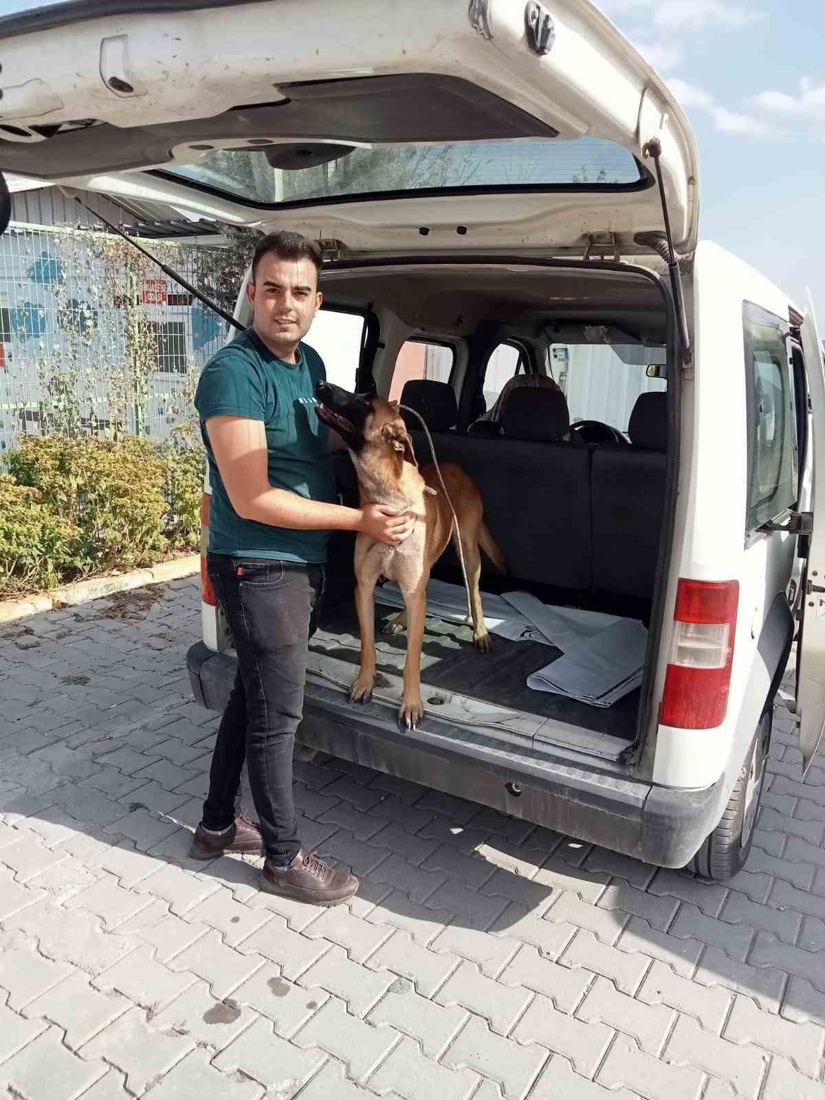 İzmir’de kaybolan köpek Soma’da sokakta bulundu
