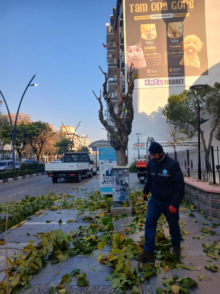 Manisa'da budama çalışmaları sürüyor