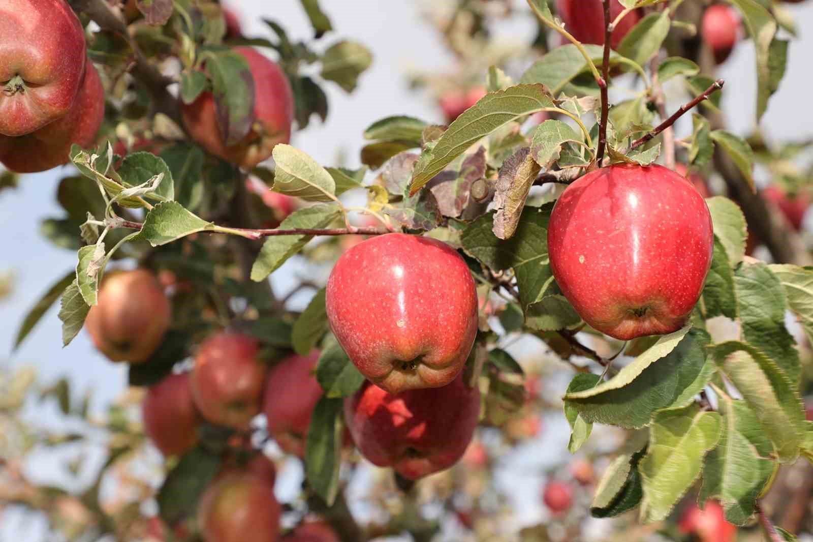 Aromasını gece ve gündüz arasındaki sıcaklık farkından alan elmanın hasadı yapıldı