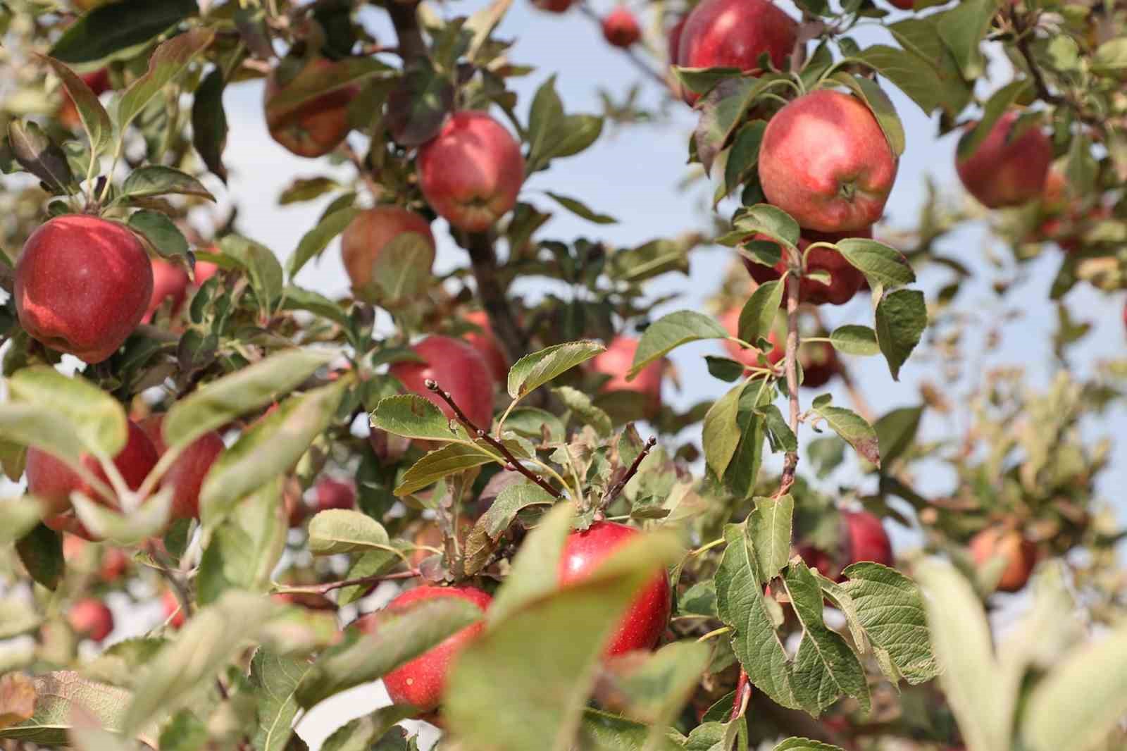 Aromasını gece ve gündüz arasındaki sıcaklık farkından alan elmanın hasadı yapıldı