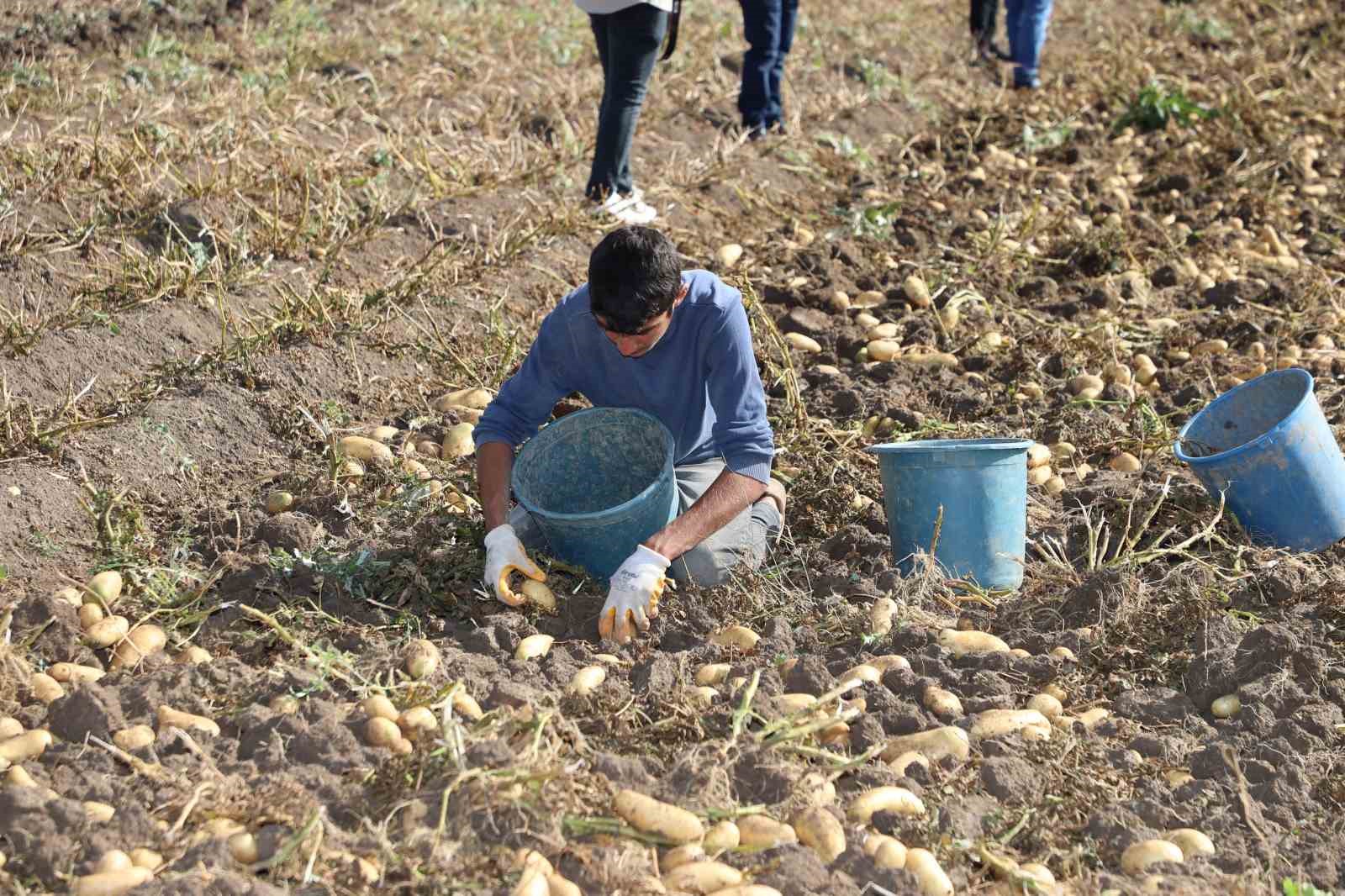 Sivas’ta patates hasadı başladı