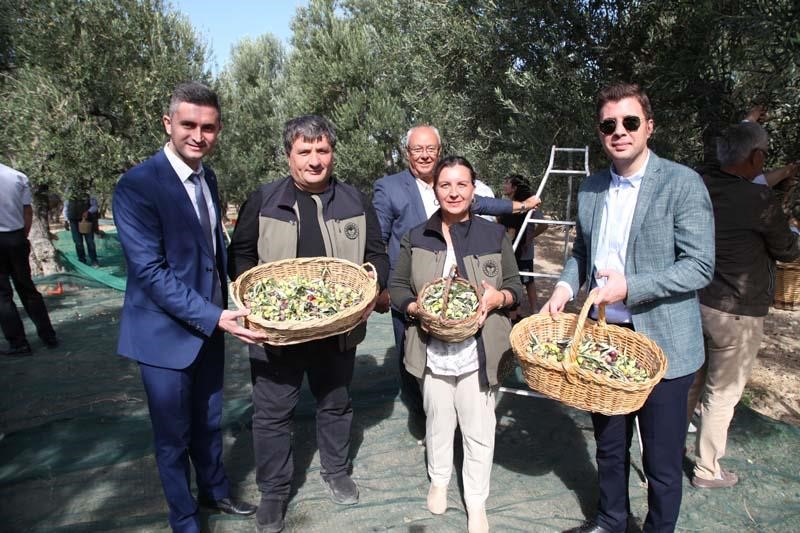 Çanakkale’de zeytin hasadı şenlikle başladı