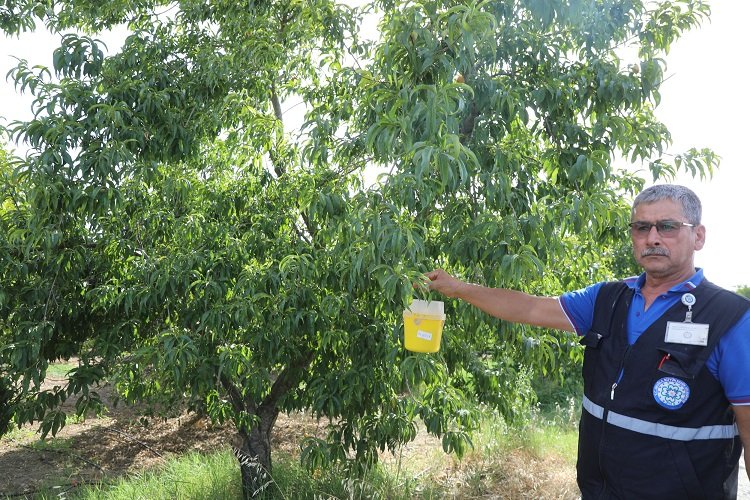 Narenciye ihracatına Muğla Büyükşehir desteği