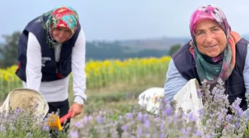 Kocaeli’de mor tarlalarda lavanta hasadı başladı