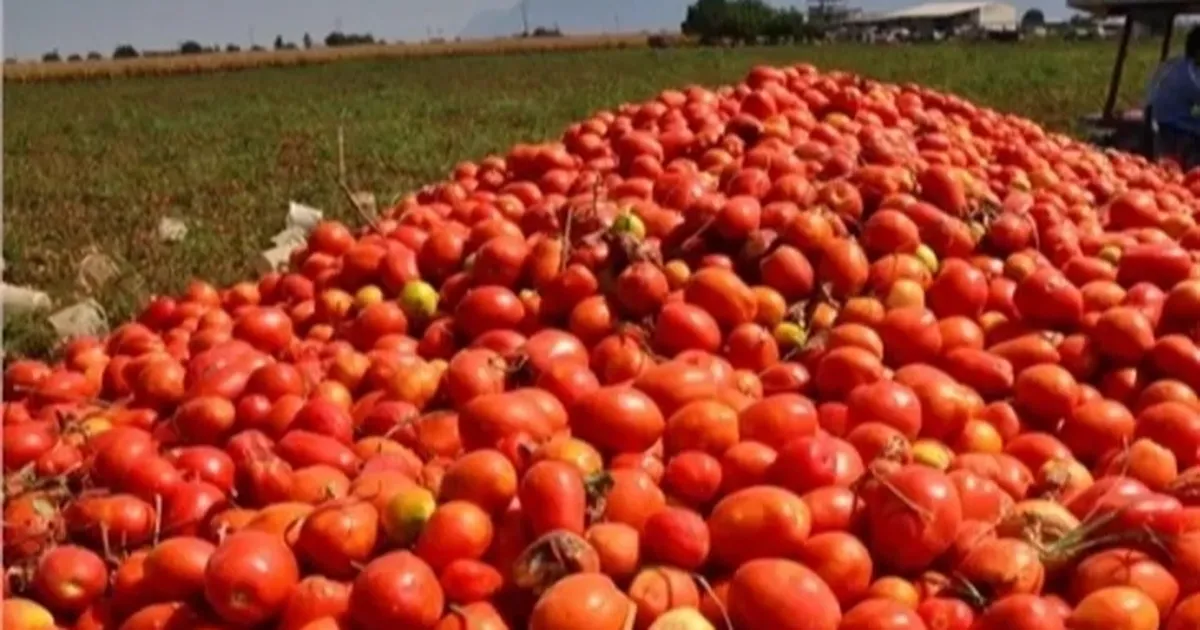 Bursa’da salça sezonu sürüyor