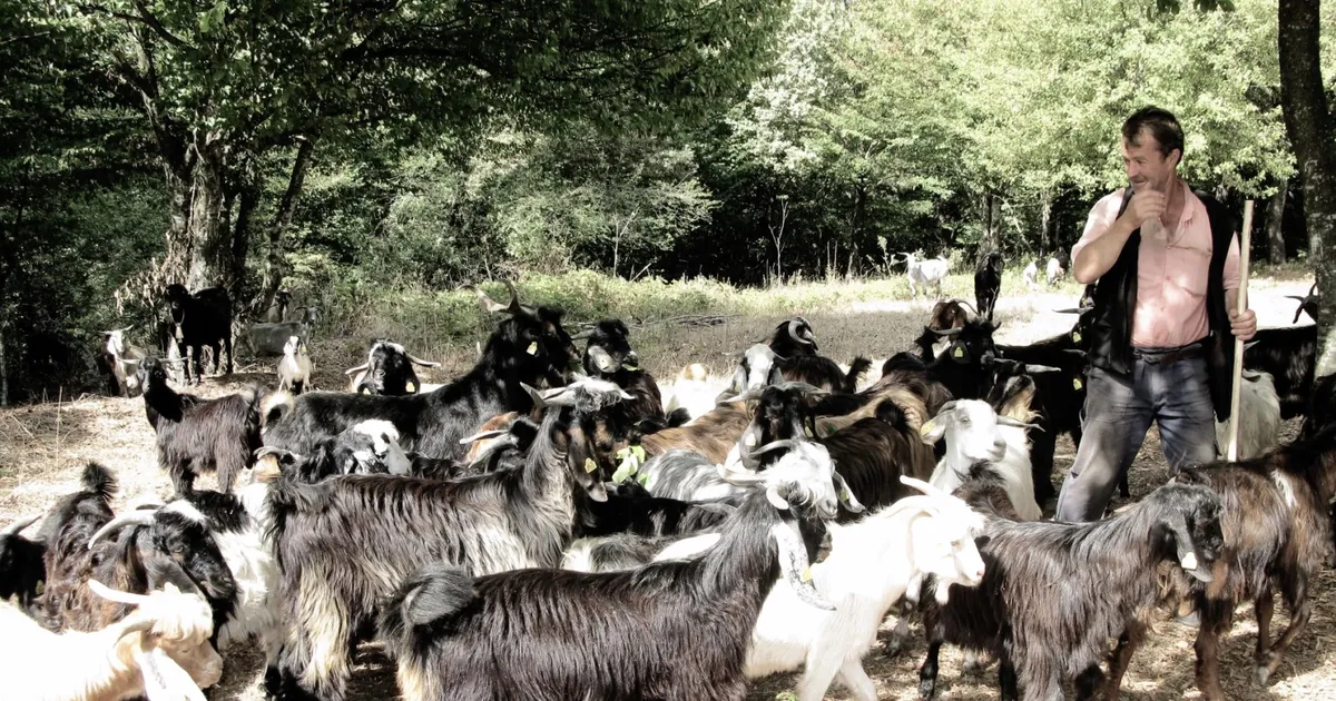 Bursa'da keçi çobanının zorlu yolculuğu